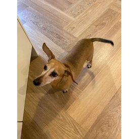 Karndean LVT in parquet